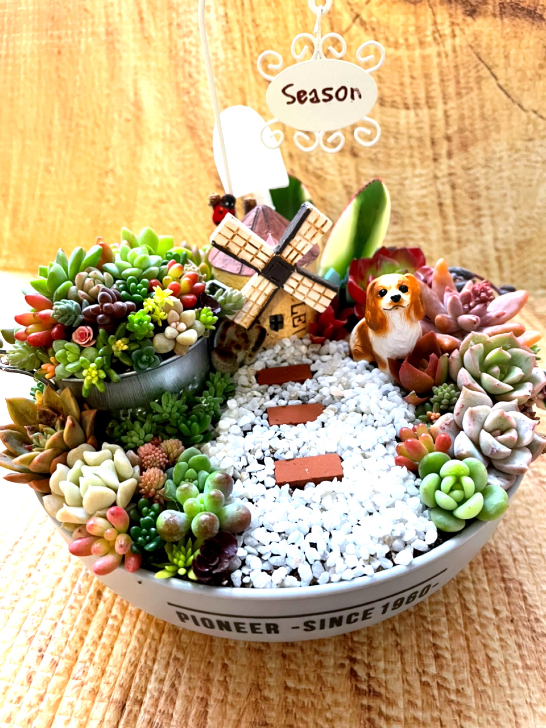 ★多肉植物　寄せ植え〜食いしん坊にゃんこのキッチン風寄せ〜★