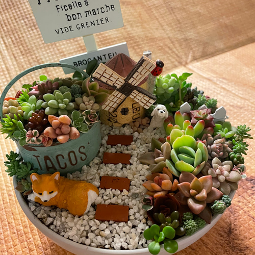 ♡そのまま飾れる♡ネコちゃんの可愛い多肉植物寄せ植え