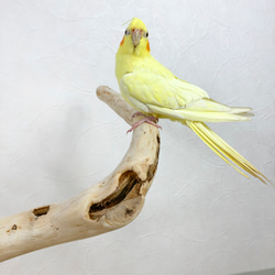 【流木の止まり木】鳥 インコ 幅広くねくねの3本枝で楽しく色んなところに止まれる！ 3枚目の画像