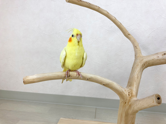 【流木の止まり木】鳥 インコ 幅広くねくねの3本枝で楽しく色んなところに止まれる！ 5枚目の画像