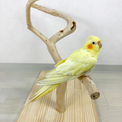 【流木の止まり木】鳥 インコ 幅広くねくねの3本枝で楽しく色んなところに止まれる！ 4枚目の画像