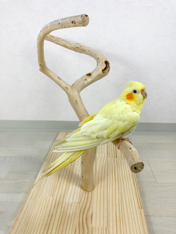 【流木の止まり木】鳥 インコ 幅広くねくねの3本枝で楽しく色んなところに止まれる！ 4枚目の画像