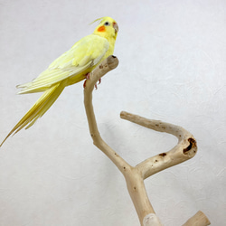 【流木の止まり木】鳥 インコ 幅広くねくねの3本枝で楽しく色んなところに止まれる！ 2枚目の画像