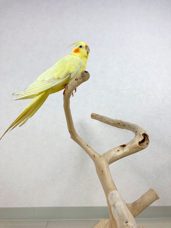 【流木の止まり木】鳥 インコ 幅広くねくねの3本枝で楽しく色んなところに止まれる！ 2枚目の画像