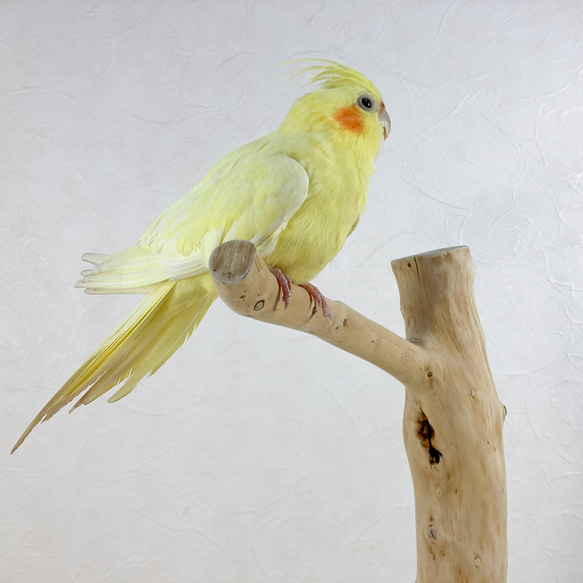 【流木の止まり木】高さ75cm！鳥 インコ 直線とゆるやかな曲線が魅力の止まり木 3枚目の画像