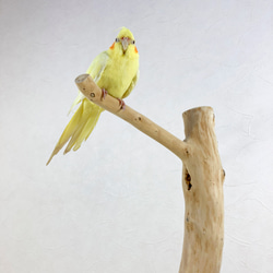 【流木の止まり木】高さ75cm！鳥 インコ 直線とゆるやかな曲線が魅力の止まり木 2枚目の画像