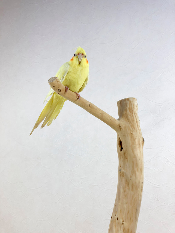 【流木の止まり木】高さ75cm！鳥 インコ 直線とゆるやかな曲線が魅力の止まり木 2枚目の画像