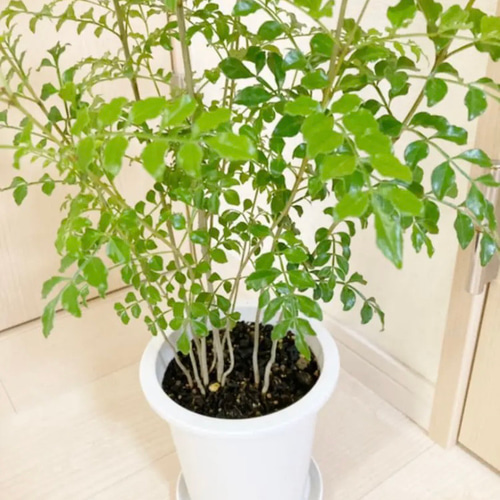 特大。逸シマトネリコ大株立ち 3.4M(鉢底から) シマトネリコ 株立ち 約