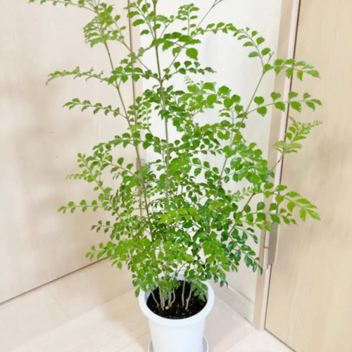 シマトネリコ 鉢植え 6号株立ち 受皿付き その他インテリア雑貨