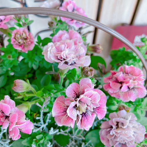 ᵔᴥᵔ)かわいいお庭♡紫陽花 八重咲き♡挿し穂♡アンティーク好きな