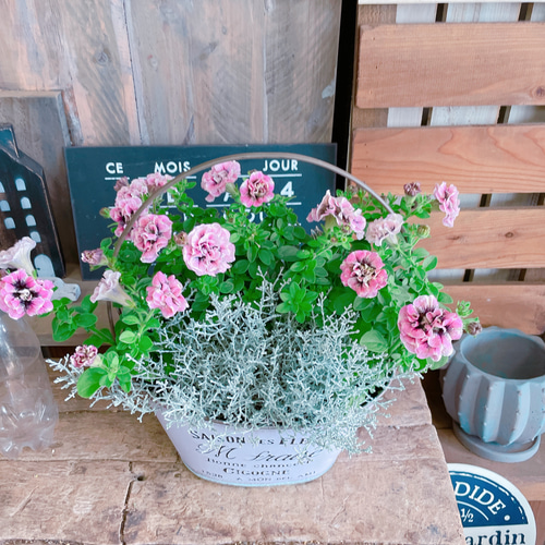 SALE！おしゃれ♡【素敵な寄せ植え】栄養系八重咲きペチュニア♪取っ手