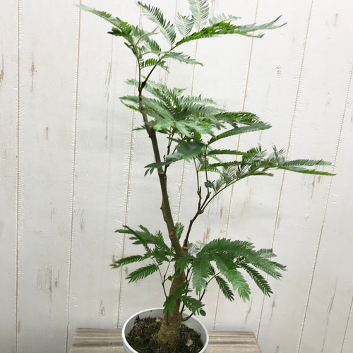 幹極太♪ ネムノキ エバーフレッシュ ホワイト鉢 4号 その他インテリア