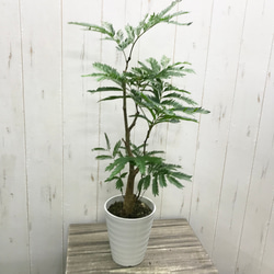 【レア入荷　超特大　美形】ネムノキ　エバーフレッシュ ネムノキ エバーフレッシュ 7号の通販 | GreenSnap STORE