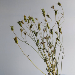 スイートピーのドライフラワー（ｶﾗﾌﾙﾐｯｸｽ） ドライフラワー nyao-mery