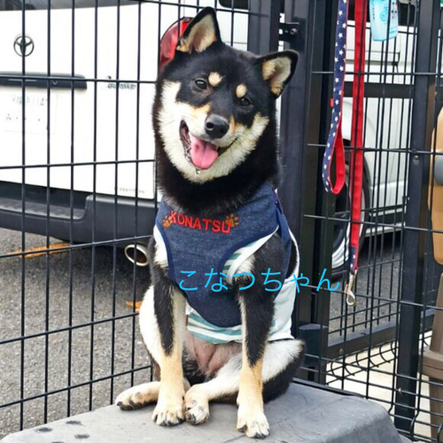 犬用ハーネス(デニム)お名前刺繍入り ペット服・アクセサリー ba-boo