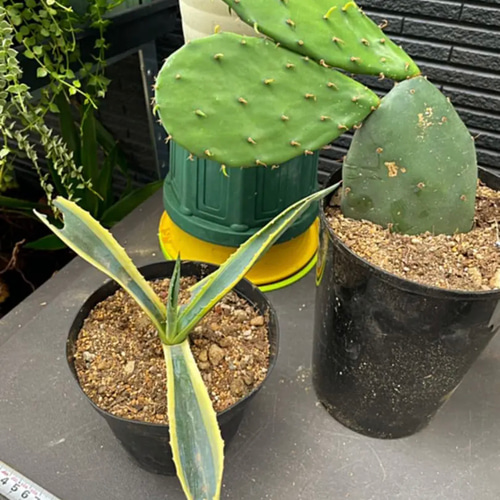 ✳️2022年6月版✳️【ドライガーデンおまとめ特別SET❗️保証付き配送  