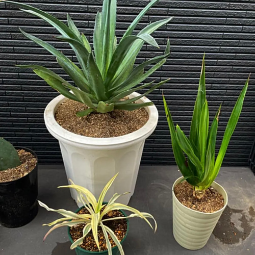 ✳️2022年6月版✳️【ドライガーデンおまとめ特別SET❗️保証付き配送  