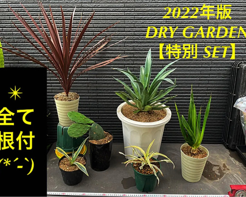 ✳️2022年6月版✳️【ドライガーデンおまとめ特別SET❗️保証付き配送  