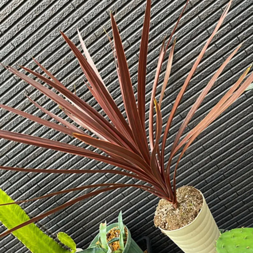 ✳️2022年6月版✳️【ドライガーデンおまとめ特別SET❗️保証付き配送  