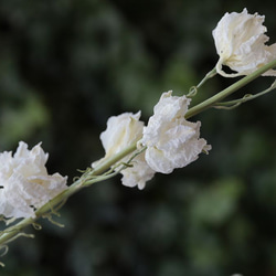 カンヌホワイト ラークスパーの Dry Flower（4本組） 3枚目の画像