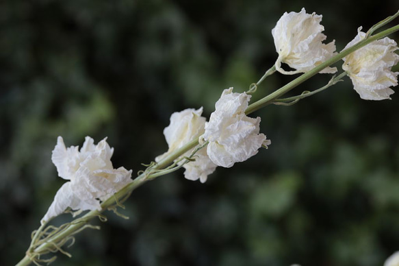 カンヌホワイト ラークスパーの Dry Flower（4本組） 3枚目の画像