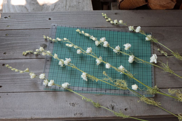カンヌホワイト ラークスパーの Dry Flower（4本組） 2枚目の画像