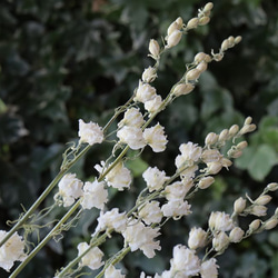 カンヌホワイト ラークスパーの Dry Flower（4本組） 4枚目の画像
