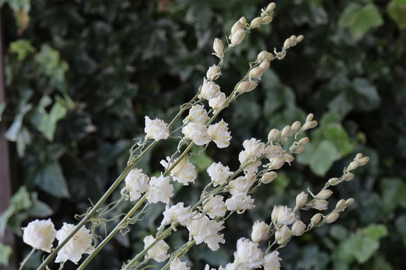 カンヌホワイト ラークスパーの Dry Flower（4本組） 4枚目の画像