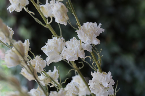 カンヌホワイト ラークスパーの Dry Flower（4本組） 5枚目の画像