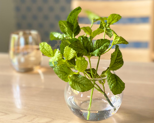 ヴィンテージ　ハーブ　アート　FRESH HERBS Amazon.co.jp: Herbs ハーブの図鑑 洋書 古書 ヴィンテージ 植物