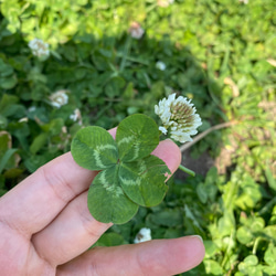 本物みたい！澄み渡る空色の花と幸せを呼ぶクローバー♡ずっと綺麗で楽♪【水やり＆お手入れ不要】 4枚目の画像