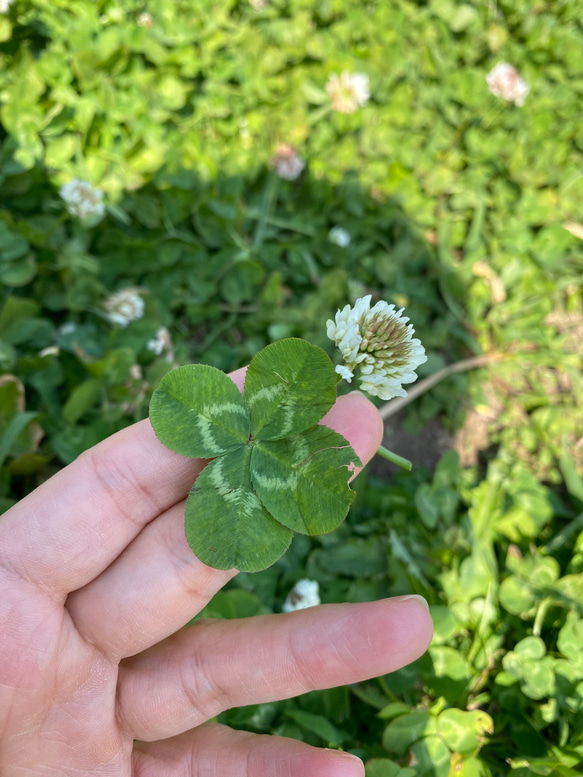 本物みたい！澄み渡る空色の花と幸せを呼ぶクローバー♡ずっと綺麗で楽♪【水やり＆お手入れ不要】 4枚目の画像