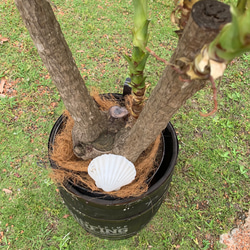 観葉植物ドラセナ（特大株） 切込仕立て 木樽 プランター/ アメリカンヴィンテージStyle コーヒー樽 4枚目の画像