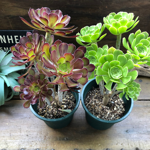 中型多肉植物 緑と赤のグラデーション*5 中型多肉植物 緑と赤のグラデーション*5