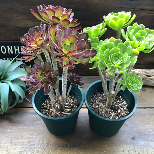 多肉植物 紫と緑のグラデーション 複数株*6 多肉植物 紫と緑のグラデーション 複数株*6目立った傷や汚れなし