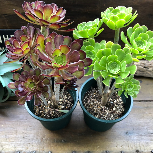 多肉植物 緑と赤のグラデーション*2 赤と緑のグラデーションが美しい！多肉植物の「夕映え」とは