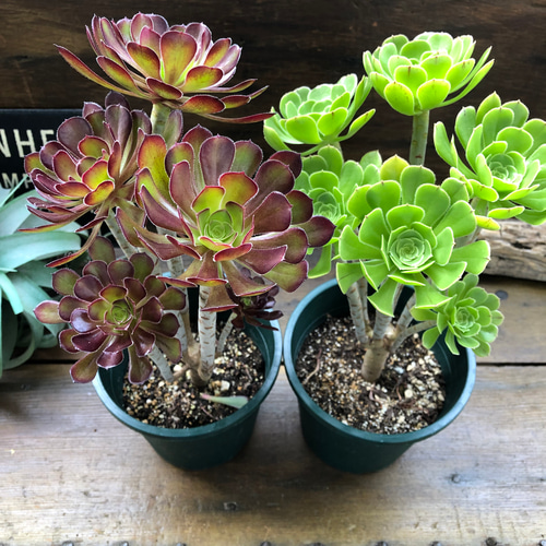 中型 多肉植物 緑と赤のグラデーション*2 中型 多肉植物 緑と赤のグラデーション*2 中型多肉植物 緑と赤の