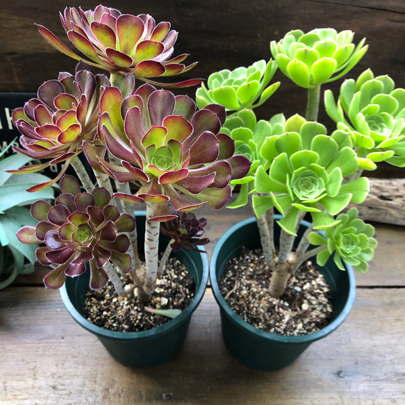 多肉植物 緑と赤のロゼット状*3 多肉植物 緑と赤のロゼット状*3