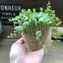 希少♡タートル♡ペペロミア♡観葉植物♡インテリア 15枚目の画像