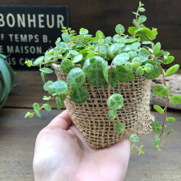 希少♡タートル♡ペペロミア♡観葉植物♡インテリア 12枚目の画像