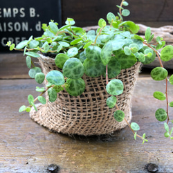 希少♡タートル♡ペペロミア♡観葉植物♡インテリア 4枚目の画像