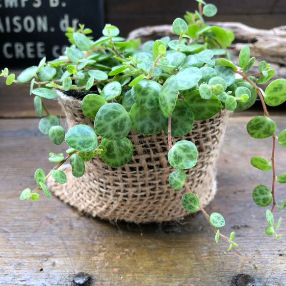 希少♡タートル♡ペペロミア♡観葉植物♡インテリア 9枚目の画像