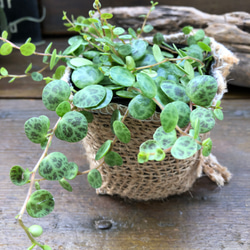 希少♡タートル♡ペペロミア♡観葉植物♡インテリア 11枚目の画像