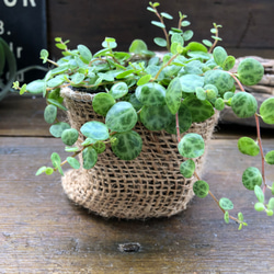 希少♡タートル♡ペペロミア♡観葉植物♡インテリア 19枚目の画像