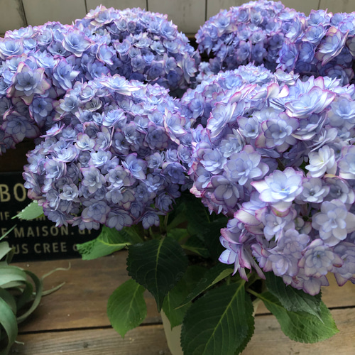 ルナブルー♡ひなまつり♡可愛い装飾花♡紫陽花 アートフラワー パリ
