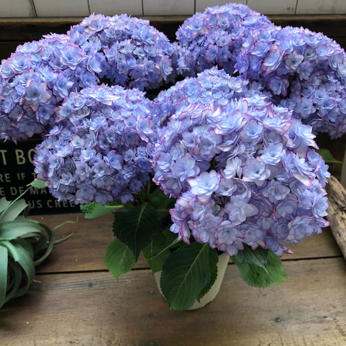 紫陽花 ひな祭りルナ ブルー4号鉢 （楽天市場】【開花株
