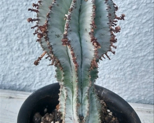 白衣ホリダ ユーフォルビア属 h14w5,5 送料無料 多肉植物 サザンサボ