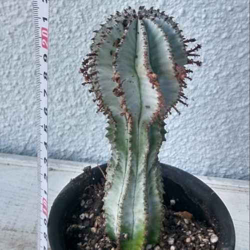 ユーフォルビア 白衣ホリダ 仔株6つ付き 5号ブラックポット ユーフォルビア 白衣ホリダ 仔株6つ付き 5号ブラックポット