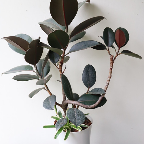 ゴムの木「フィカス バーガンディ」黒ゴム アートフラワー bloom town