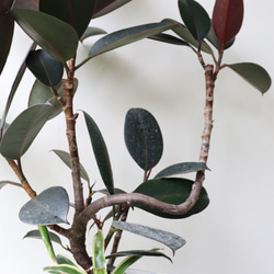 ゴムの木「フィカス　バーガンディ」黒ゴム 4枚目の画像